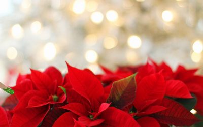 Weihnachtsgruß / Ausblicke / Luftballonwettbewerb